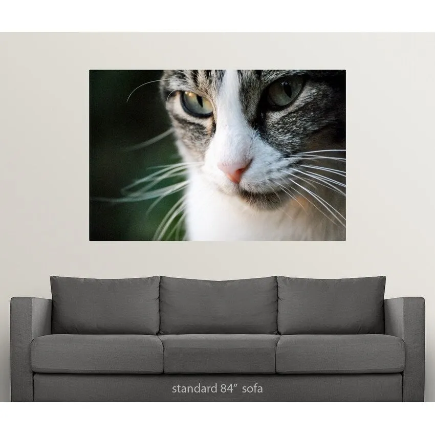 "A close-up portrait of a gray and white cat's face." Poster Print - Multi