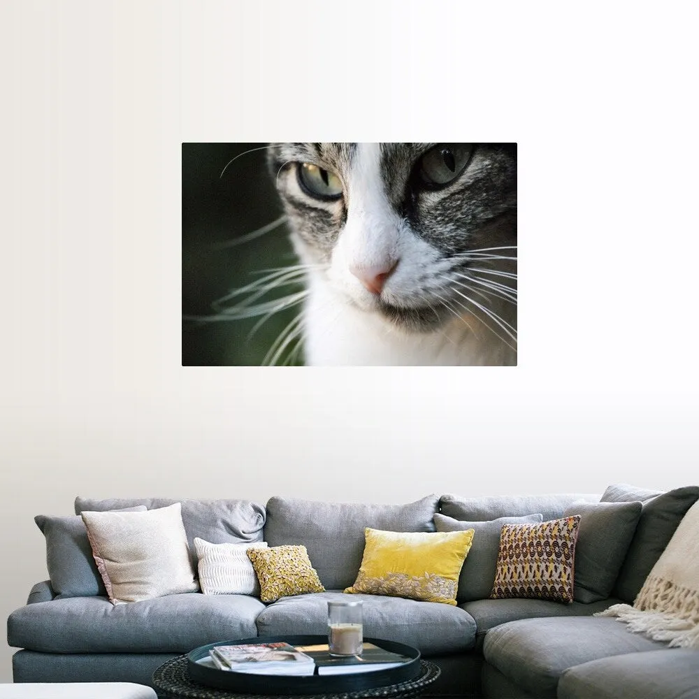 "A close-up portrait of a gray and white cat's face." Poster Print - Multi