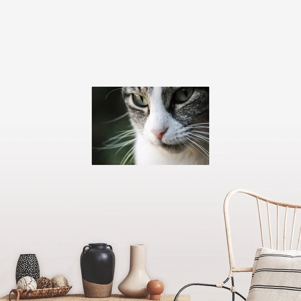 "A close-up portrait of a gray and white cat's face." Poster Print - Multi