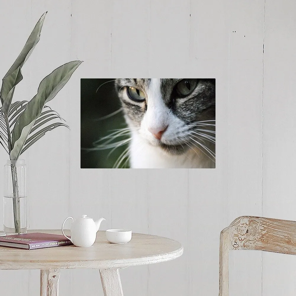 "A close-up portrait of a gray and white cat's face." Poster Print - Multi