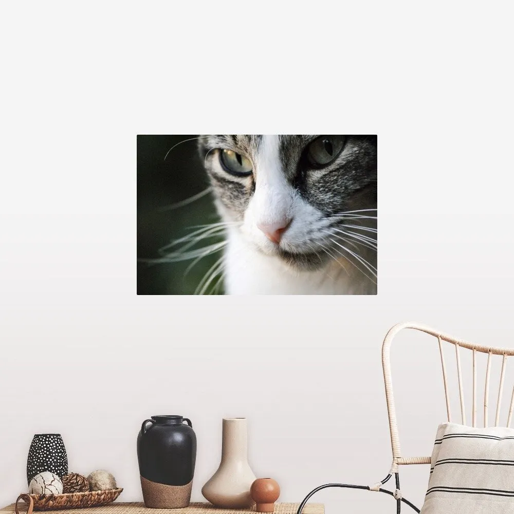"A close-up portrait of a gray and white cat's face." Poster Print - Multi