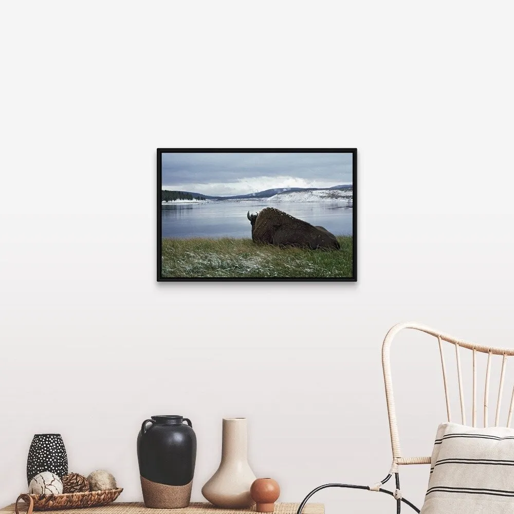"Bison Resting With Snow On Its Back, Yellowstone National Park, Wyoming, Usa" Black Float Frame Canvas Art