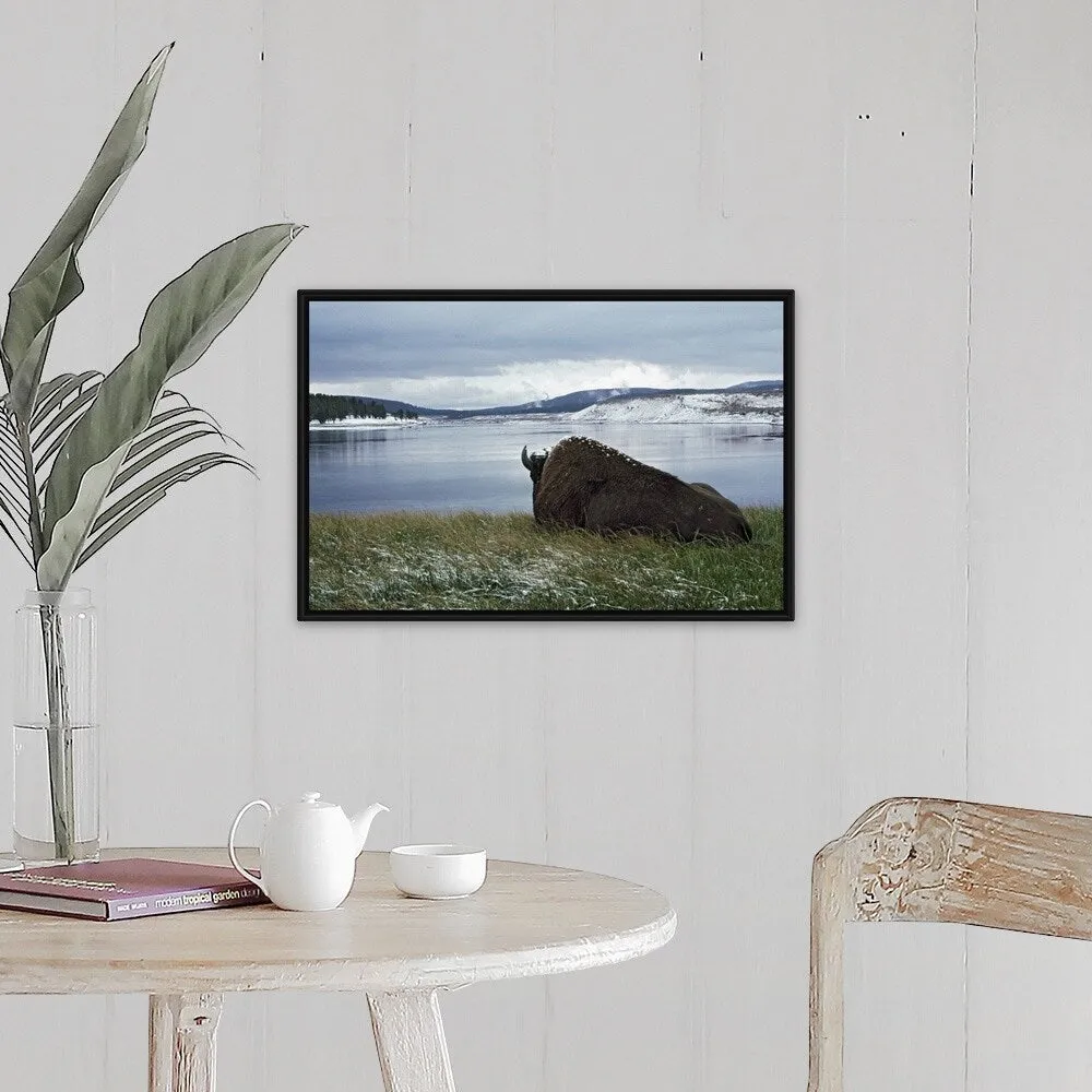 "Bison Resting With Snow On Its Back, Yellowstone National Park, Wyoming, Usa" Black Float Frame Canvas Art