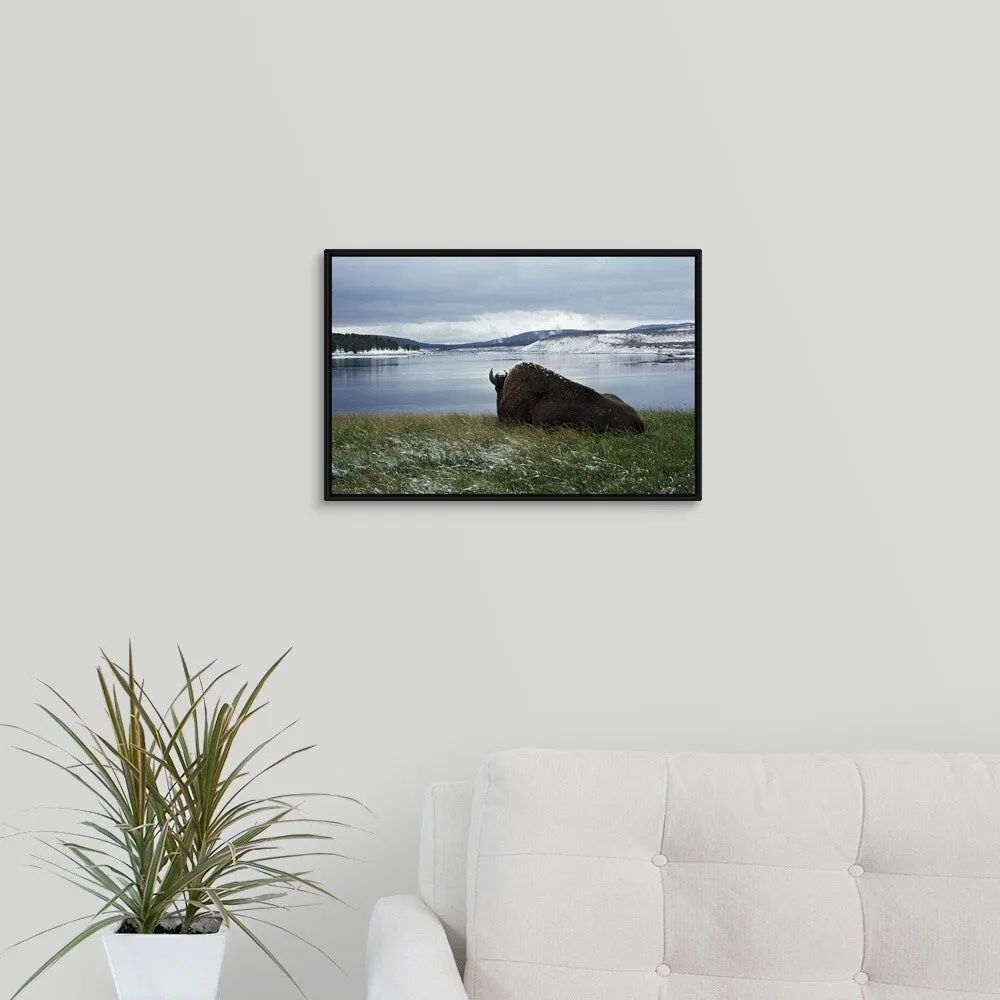 "Bison Resting With Snow On Its Back, Yellowstone National Park, Wyoming, Usa" Black Float Frame Canvas Art