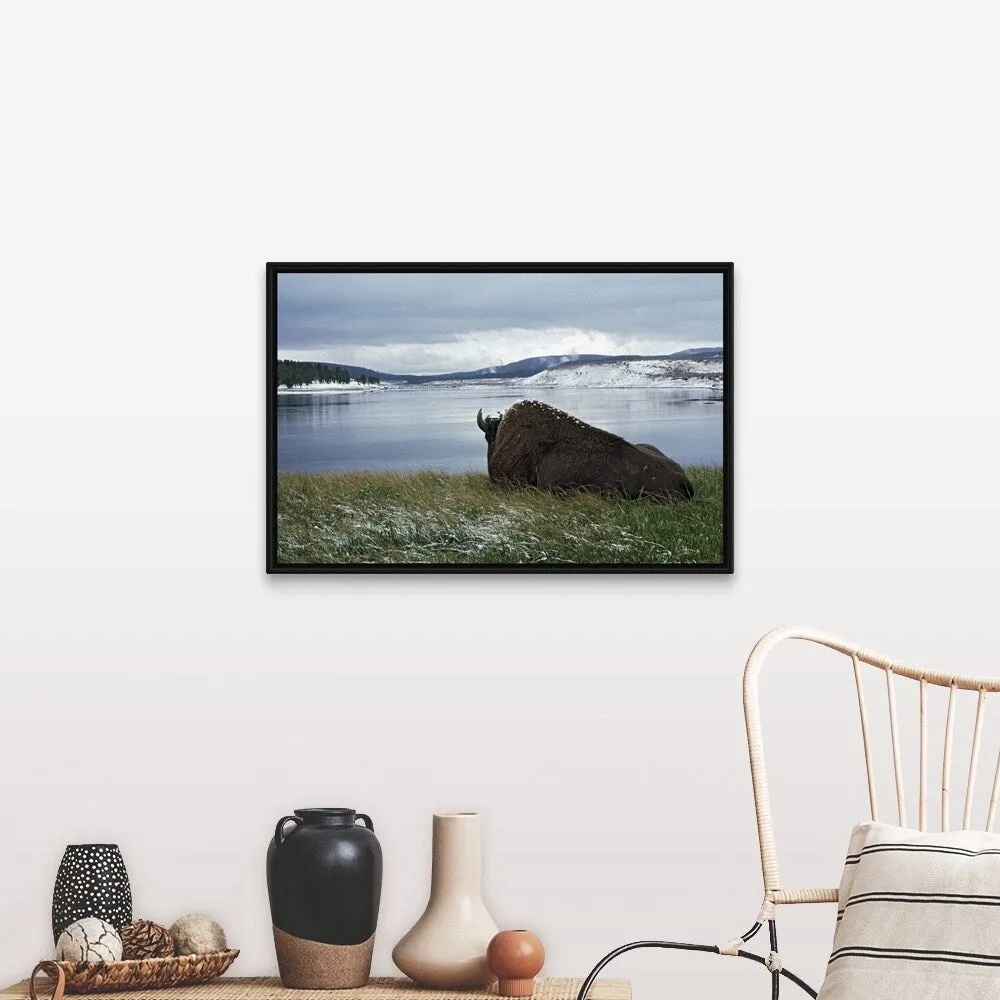 "Bison Resting With Snow On Its Back, Yellowstone National Park, Wyoming, Usa" Black Float Frame Canvas Art