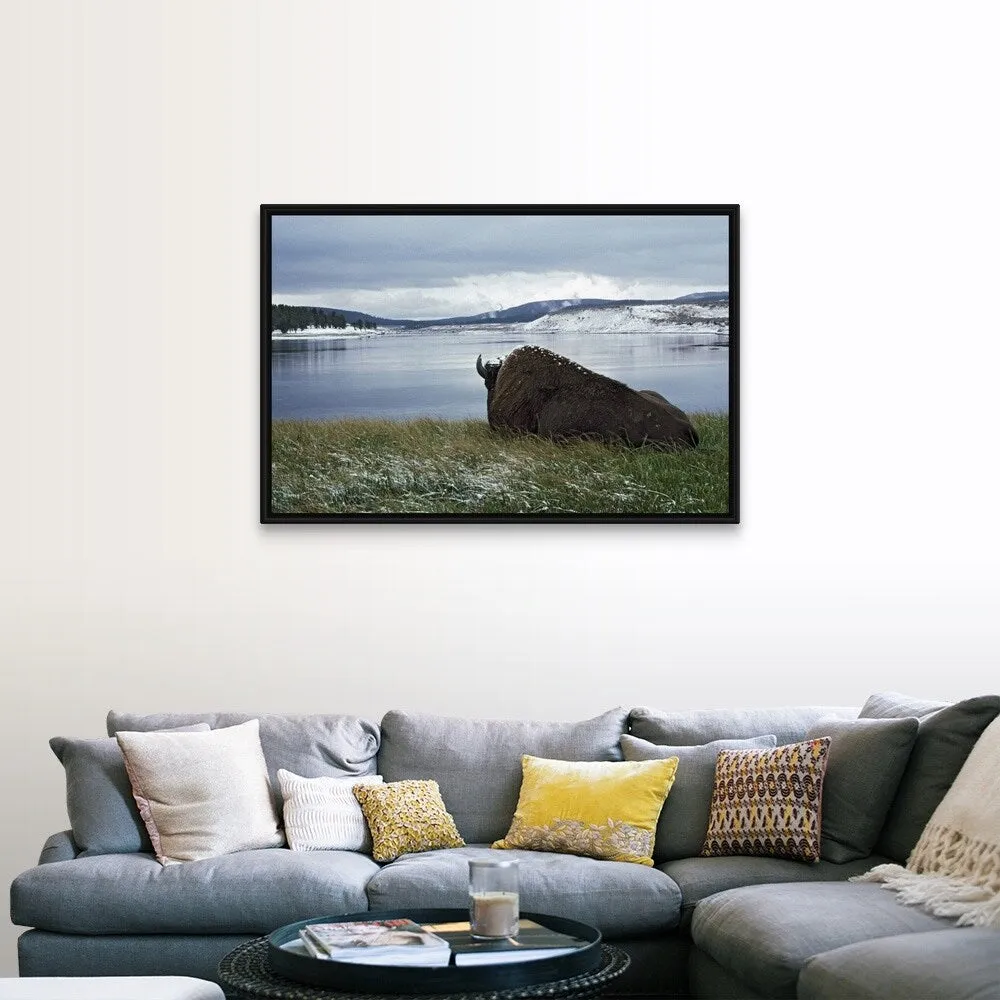 "Bison Resting With Snow On Its Back, Yellowstone National Park, Wyoming, Usa" Black Float Frame Canvas Art